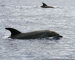 Großer Tümmler - Whale Watching bei Pico (Azoren)